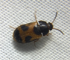 Mycetophagus punctatus