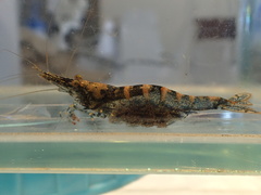 Caridina brevidactyla