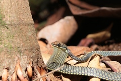 Chrysopelea paradisi