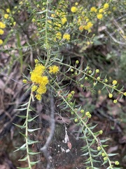 Square-stem Wattle (Acacia amblygona)