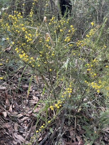 Acacia amblygona, photograph 6