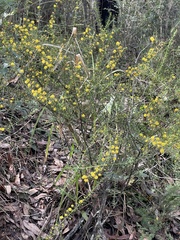 Acacia amblygona, photograph (c) Tim Albers, some rights reserved (CC BY)
