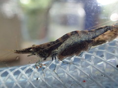 Caridina brevidactyla