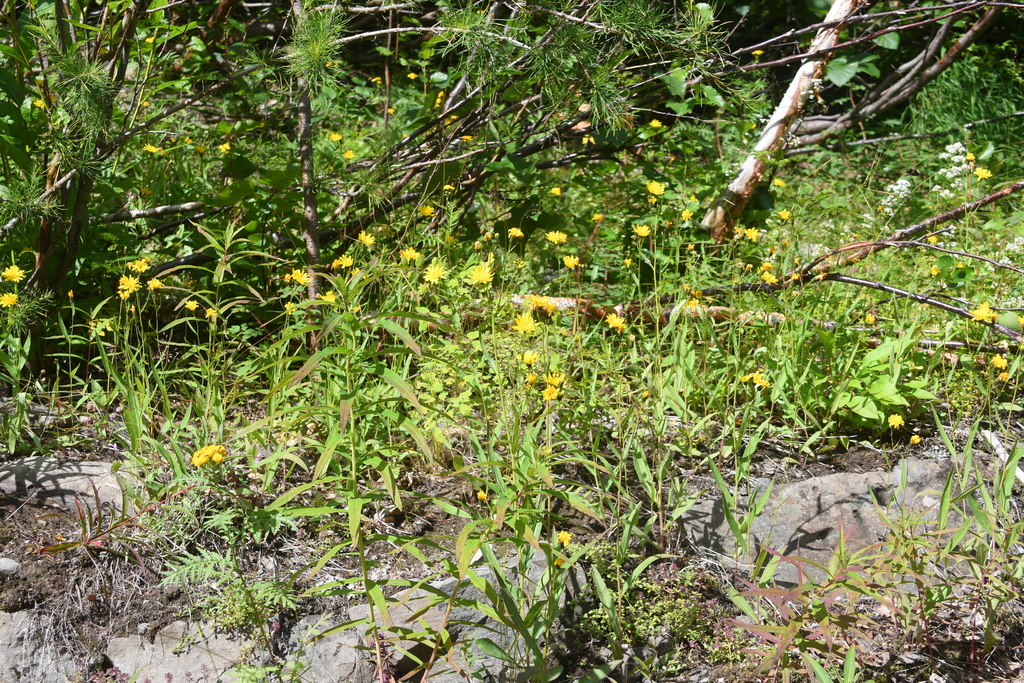 Hieracium putoranicum