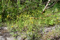 Hieracium putoranicum