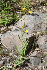 Hieracium putoranicum