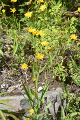 Hieracium putoranicum