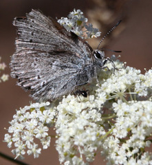 Satyrium semiluna