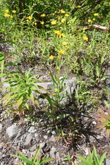 Hieracium putoranicum