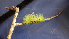 Automeris coresus