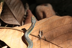 Chrysopelea paradisi