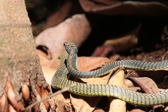 Chrysopelea paradisi