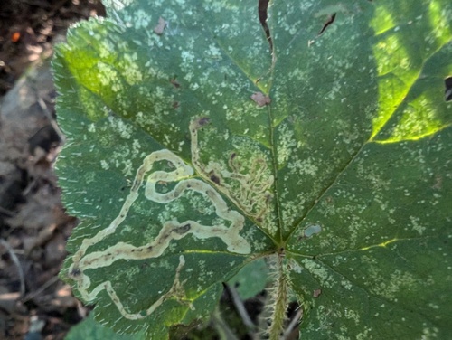 Phytomyza tiarellae