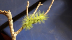 Automeris coresus