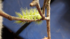 Automeris coresus