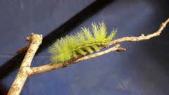 Automeris coresus