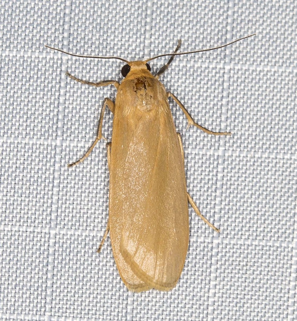 Eilema plana