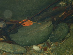 Stenogobius yateiensis