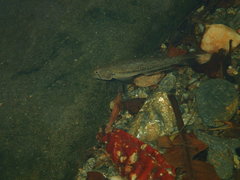 Stenogobius yateiensis