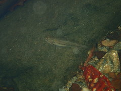 Stenogobius yateiensis