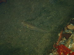 Stenogobius yateiensis