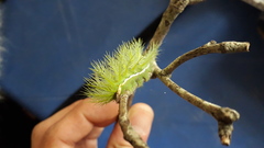Automeris coresus