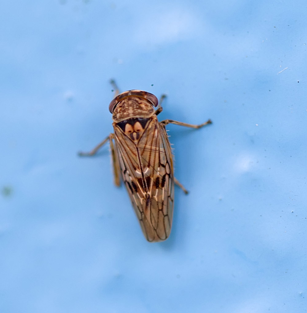Idiocerus lituratus