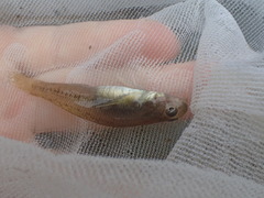Stenogobius yateiensis