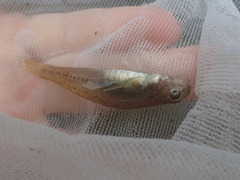 Stenogobius yateiensis
