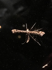Amblyptilia pica