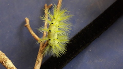 Automeris coresus