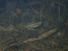 Hypseleotris guentheri