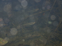Hypseleotris guentheri