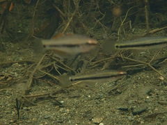 Hypseleotris guentheri