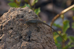 Diporiphora bilineata