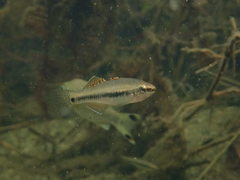 Hypseleotris guentheri