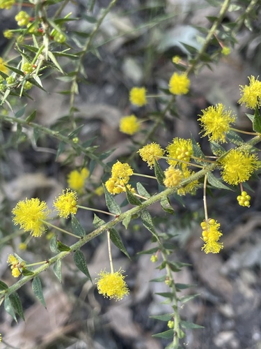 Image of Acacia amblygona by (c) Tim Albers, some rights reserved (CC BY)