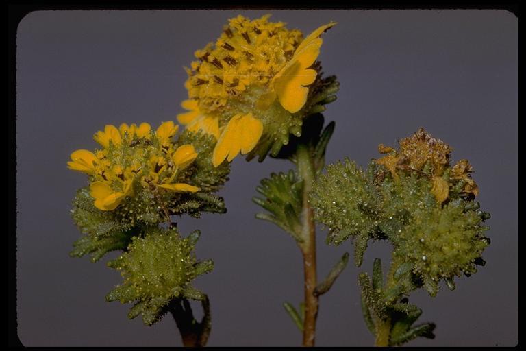Holocarpha macradenia