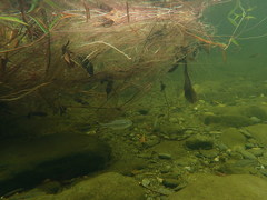 Kuhlia marginata