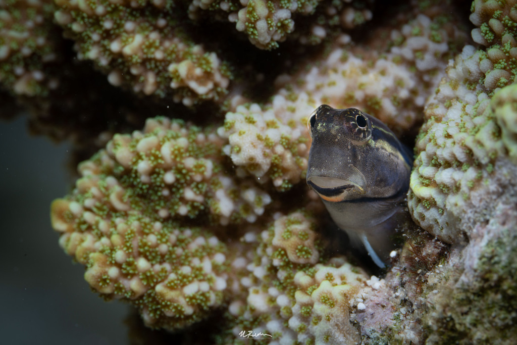 Coral blenny (Ecsenius yaeyamaensis) — Blenniidae