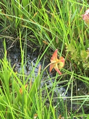 Sarracenia
