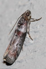 Acrobasis tricolorella