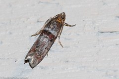 Acrobasis tricolorella