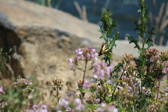Papilio rutulus