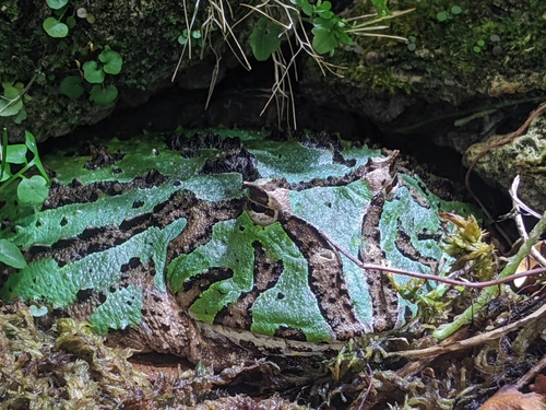Ceratophrys cornuta