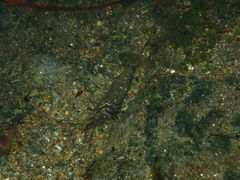 Macrobrachium caledonicum