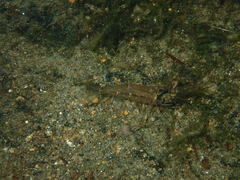 Macrobrachium caledonicum