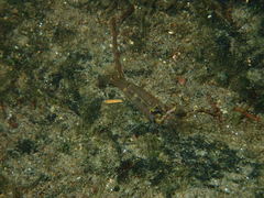 Macrobrachium caledonicum