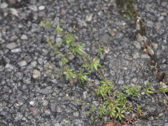 Galium anglicum