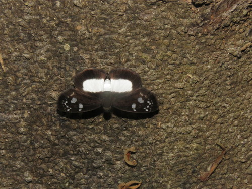 Milanion pilumnus